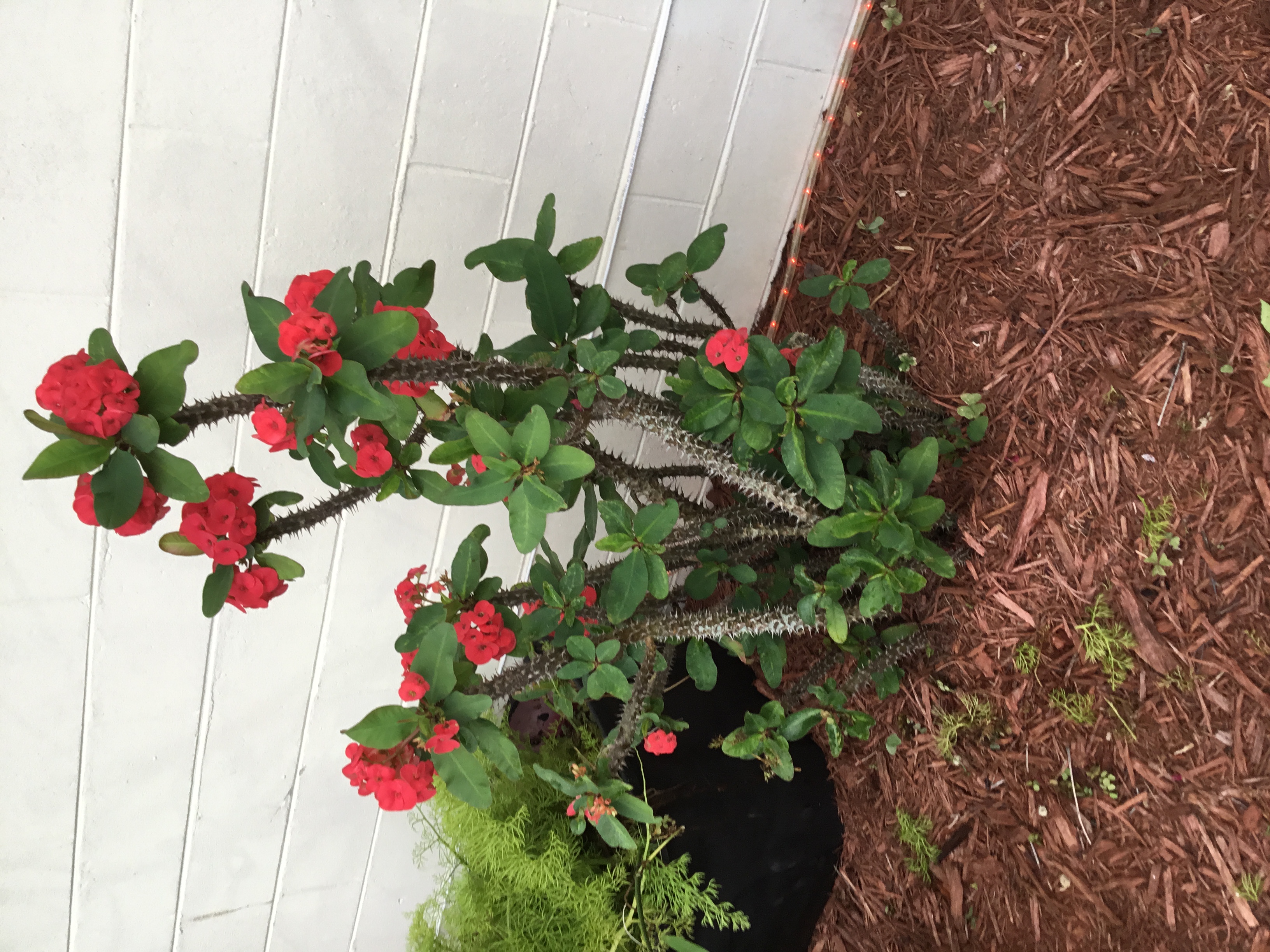 Crown of Thorns (6).jpg